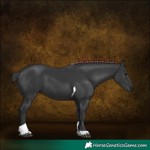 Horse Color:Black Tobiano 