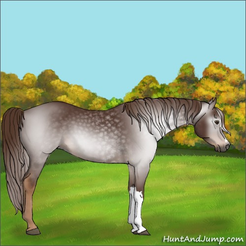 Horse Color:Unknown 