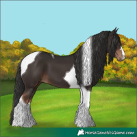 Horse Color:Liver Chestnut Tobiano 
