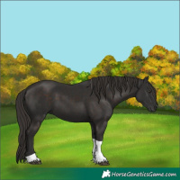 Horse Color:Liver Chestnut Tobiano 