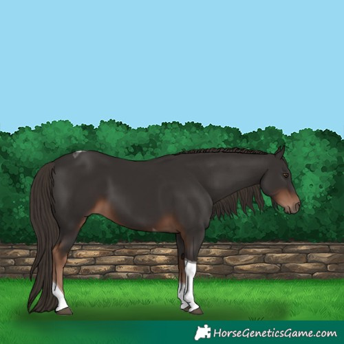 Horse Color:Liver Chestnut Tobiano 