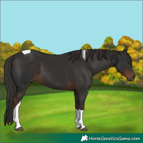 Horse Color:Liver Chestnut Tobiano 