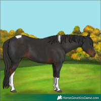 Horse Color:Liver Chestnut Tobiano 