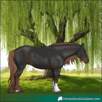 Horse Color:Liver Chestnut Tobiano