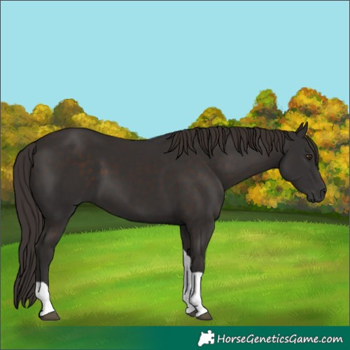 Horse Color:Liver Chestnut Tobiano 