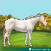 Horse Color:Red Dun Roan Pearl Tobiano Frame 