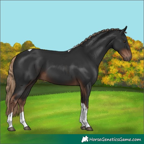 Horse Color:Liver Chestnut Tobiano