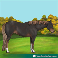 Horse Color:Liver Chestnut Tobiano 