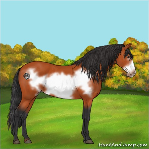 Horse Color:Bay Frame 