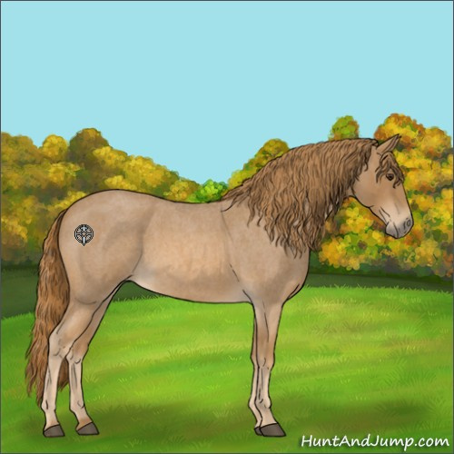 Horse Color:Red Roan 