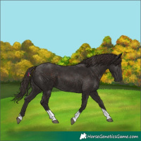 Horse Color:Liver Chestnut Tobiano 