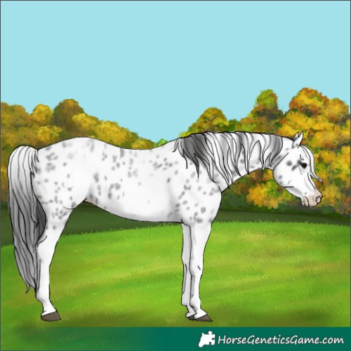 Horse Color:White Spotted Blue Roan Splash Frame Leopard