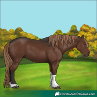 Horse Color:Liver Chestnut Tobiano 
