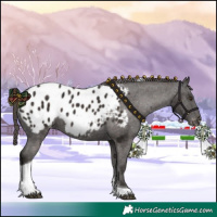 Horse Color:Liver Chestnut Tobiano Appaloosa 