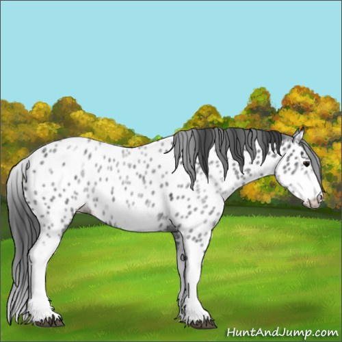 Horse Color:White Spotted Blue Roan Splash Frame Appaloosa 