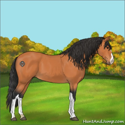 Horse Color:Bay 