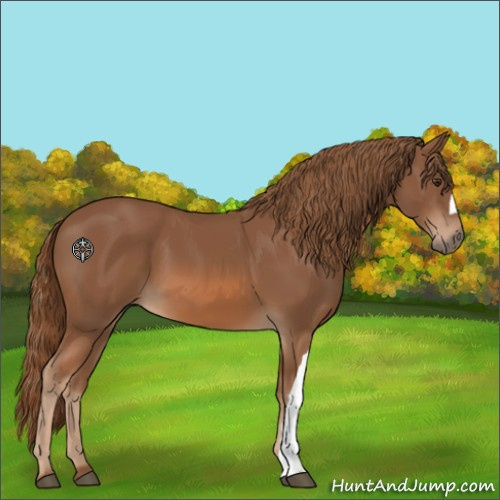Horse Color:Chestnut 