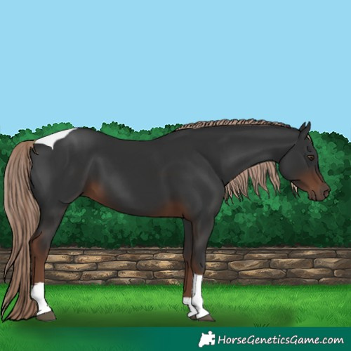Horse Color:Liver Chestnut Tobiano 