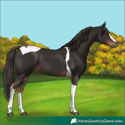 Horse Color:Liver Chestnut Tobiano 