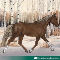 Horse Color:Chocolate Palomino Tobiano 