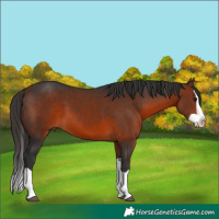 Horse Color:Brown Splash