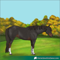 Horse Color:Liver Chestnut Tobiano 