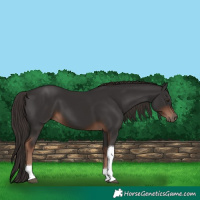 Horse Color:Liver Chestnut Tobiano 