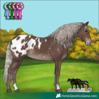 Horse Color:Silver Black Appaloosa 