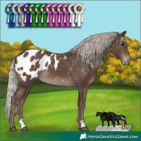Horse Color:Silver Black Appaloosa 