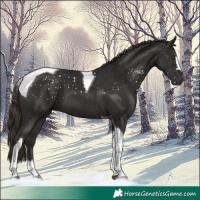 Horse Color:Liver Chestnut Tobiano 