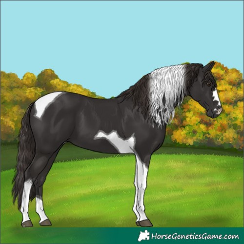 Horse Color:Liver Chestnut Tobiano 