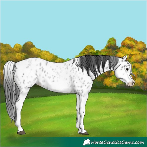 Horse Color:White Spotted Blue Roan Splash Frame Appaloosa 