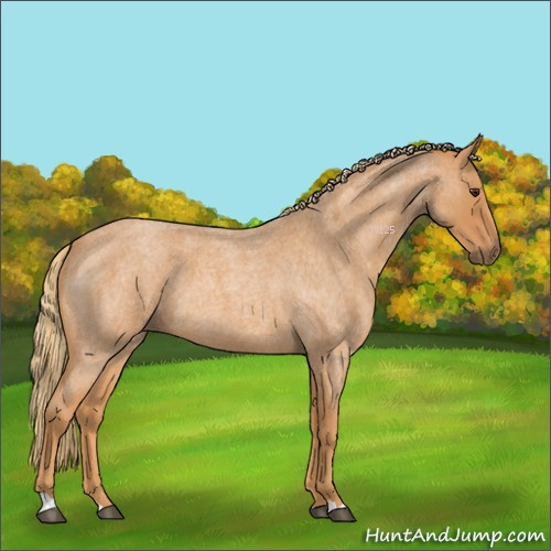 Horse Color:Red Roan 