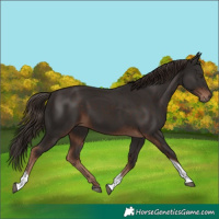 Horse Color:Liver Chestnut Tobiano 