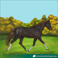 Horse Color:Liver Chestnut Tobiano 