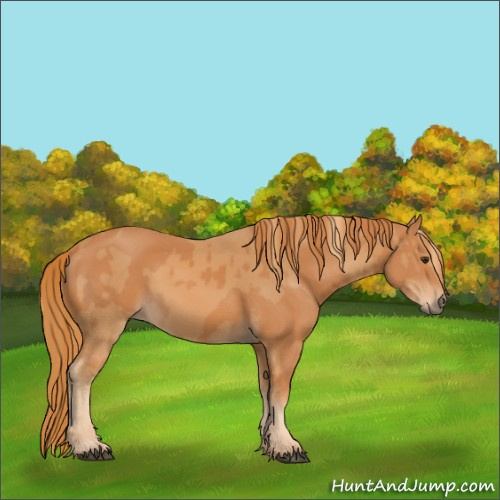 Horse Color:Chestnut and Chestnut