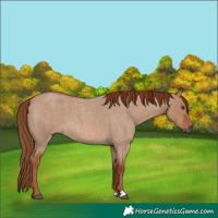 Horse Color:Red Dun Roan 