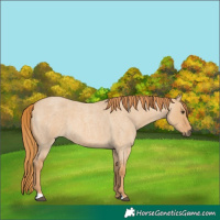 Horse Color:Red Dun Roan 