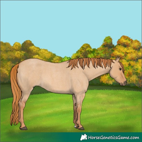 Horse Color:Red Dun Roan