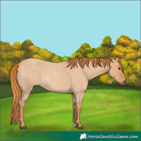 Horse Color:Red Dun Roan 