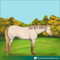 Horse Color:Red Dun Roan 
