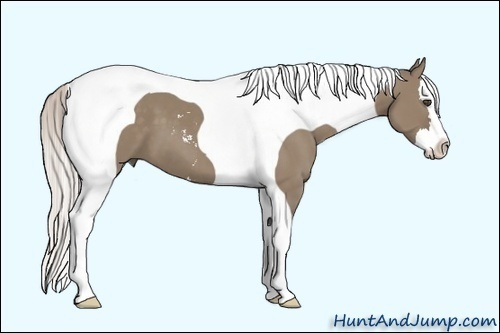 Horse Color:Silver Grullo Sabino Splash Tobiano 