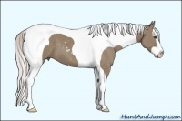 Horse Color:Silver Grullo Sabino Splash Tobiano 