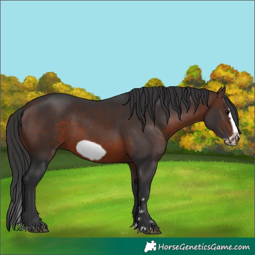 Horse Color:Brown Splash Frame 