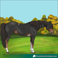 Horse Color:Liver Chestnut Tobiano 