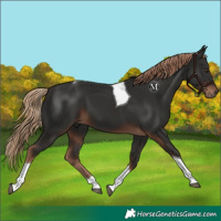 Horse Color:Liver Chestnut Tobiano 