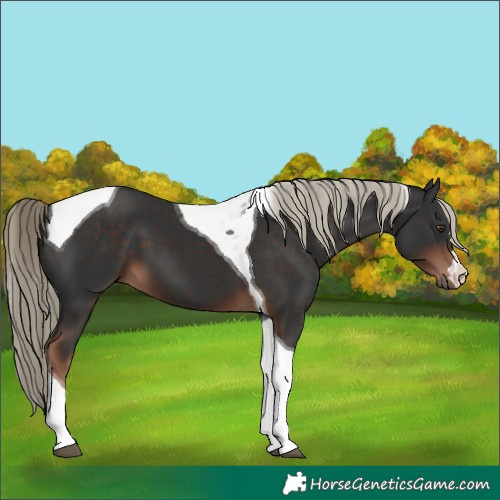 Horse Color:Liver Chestnut Tobiano
