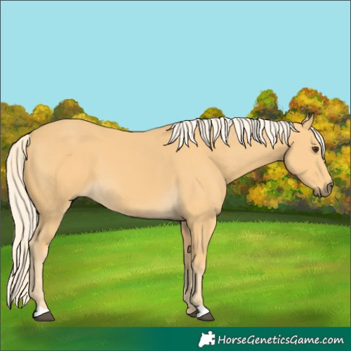Horse Color:Palomino