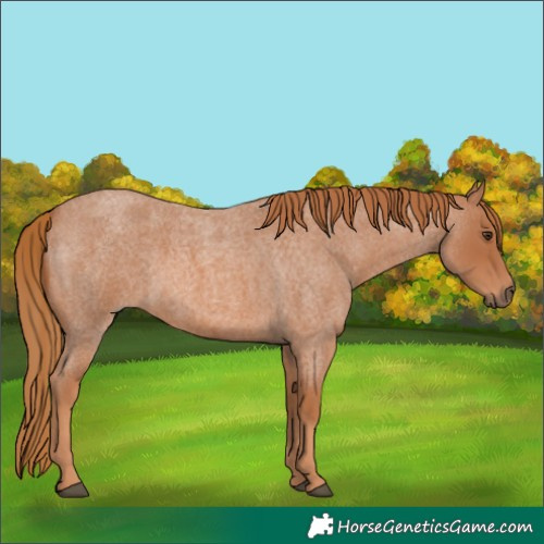 Horse Color:Red Roan