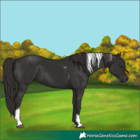 Horse Color:Liver Chestnut Tobiano 